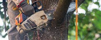 Best Storm Damage Tree Cleanup  in Wanakah, NY