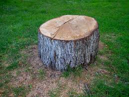 Best Tree Cabling and Bracing  in Wanakah, NY
