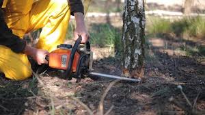 Best Commercial Tree Services  in Wanakah, NY