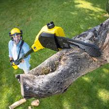 Best Hazardous Tree Removal  in Wanakah, NY