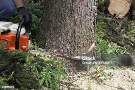 Best Tree and Shrub Care  in Wanakah, NY