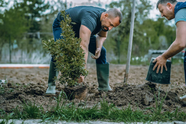 Best Aeration Services  in Wanakah, NY