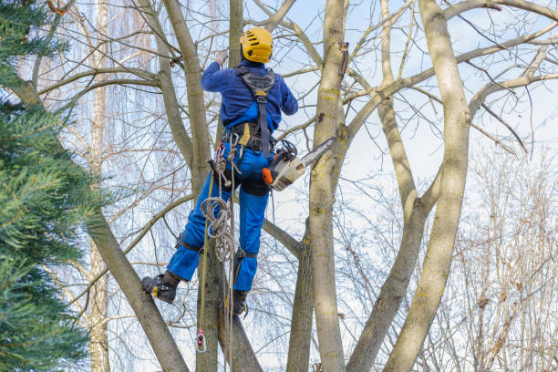 Best Tree Trimming and Pruning  in Wanakah, NY