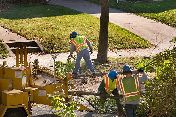How Our Tree Care Process Works  in  Wanakah, NY