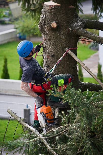 Lawn Watering Services in Wanakah, NY