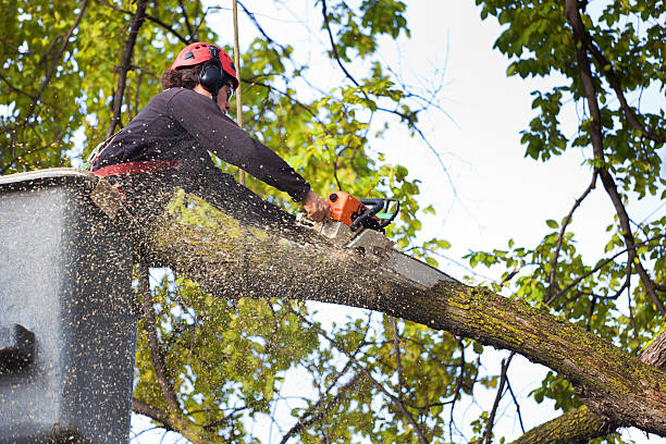 Best Lawn Renovation and Restoration  in Wanakah, NY